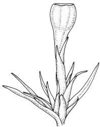 Amphidium lapponicum, perichaetium with capsule, moist. Drawn from A.J. Fife 5935, CHR 405848.
 Image: R.C. Wagstaff © Landcare Research 2018 CC BY 3.0 NZ